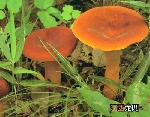 菌菇类能不能放一起吃？红色奶浆菌能吃吗，就差这份资料了