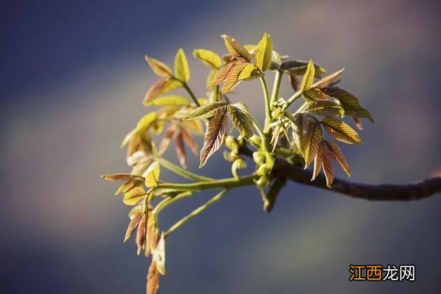 月经前期吃什么菜好？月经来前期吃什么最好，快来瞧瞧