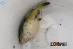 黄骨鱼黄粘液怎么处理？黄骨鱼黄粘液药用价值，原来诀窍这么简单