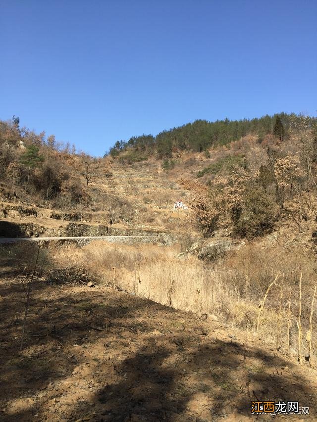 香菇里的虫子是什么虫？香菇长蛀虫可以吃吗，一定要收藏这篇文章