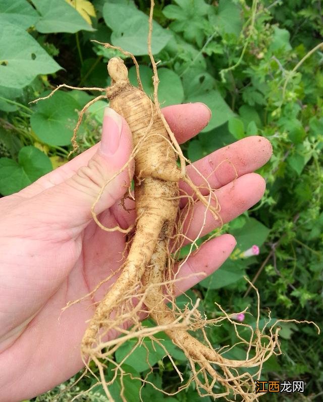 西洋参配什么泡水喝对心脏好？西洋参对男性腰肾有好处吗，技巧全在这里