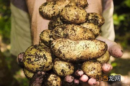 土豆药用价值与功用？土豆的特点与作用，点击链接直接打开