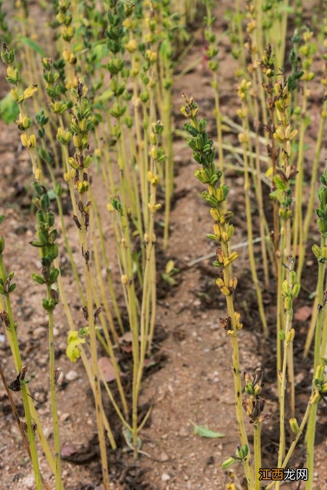 黑芝麻啥时候收获最合适?黑芝麻每年哪月成熟,看完后,完全明白了