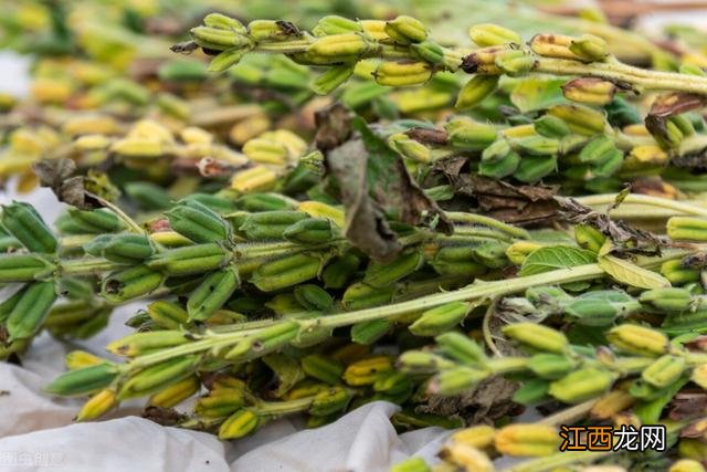 黑芝麻啥时候收获最合适?黑芝麻每年哪月成熟,看完后,完全明白了