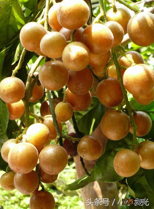 黄皮酱是哪里?黄皮酱有几种味,看完文章就一目了然了!