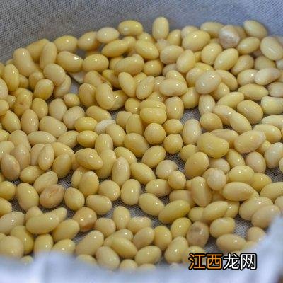 黄豆芽煮水喝有什么用？黄豆芽煮熟了能吃吗，看完此文章你一目了然