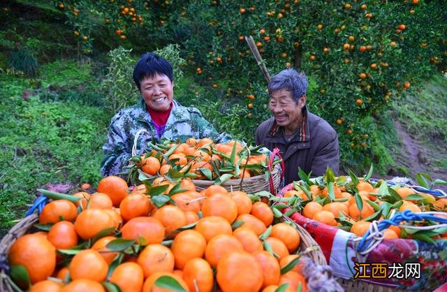 老火锅加哪些香精？都江堰川江滋香老火锅，此文，实在太实用了