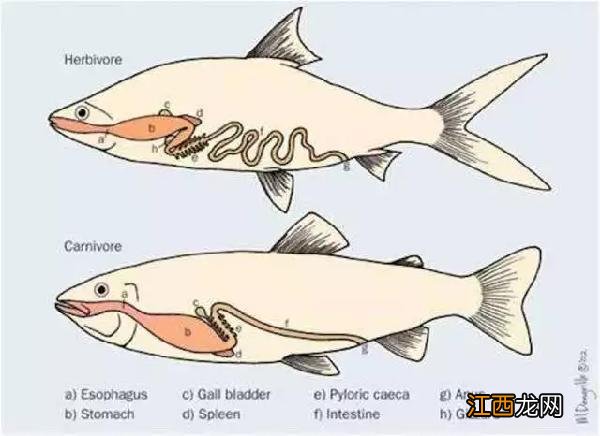 鱼的食性与胃的关系？鱼的胃是什么样子的，保存下来，留着看！