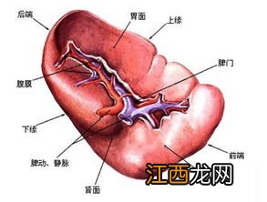 做了摘脾手术后吃什么 脾脏切除后吃什么食物好