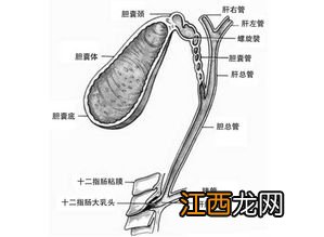 胆结石的人可以吃什么 胆结石吃什么好一点