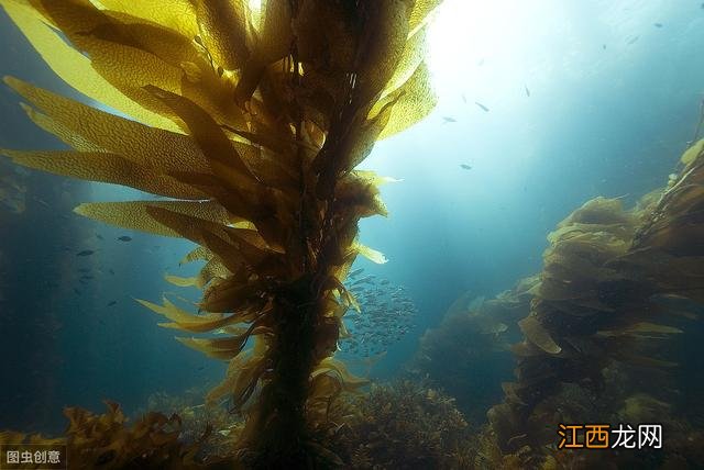 海藻昆布的功效与作用禁忌？海藻昆布服用方法，文章中提到了这点