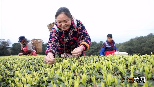 营养养生价值高的茶有哪些？适合大多数体质的茶，学起来简单又实用