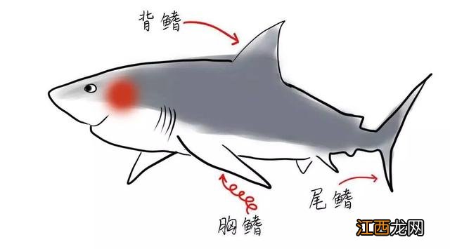 鱼翅长在什么地方？鱼翅部位图解图片，确实帮助很大的文章