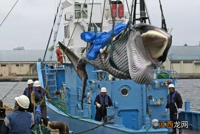鱼翅长在什么地方？鱼翅部位图解图片，确实帮助很大的文章