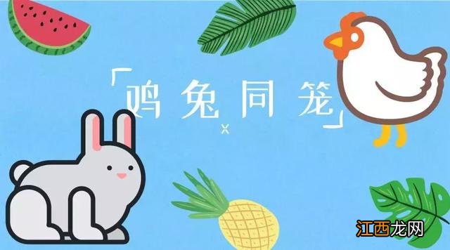 鸡兔同笼共20只兔腿比鸡腿多8条?鸡腿比一般的大,掌握这点,实用篇