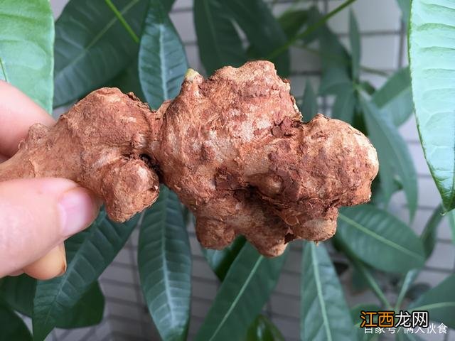 菜姜和一般姜有什么区别？菜姜的作用是什么，学习进行时，快看