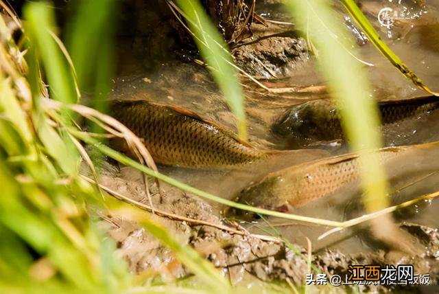 将鱼捣碎煮汤?有什么鱼是可以煮汤的,请快来查收