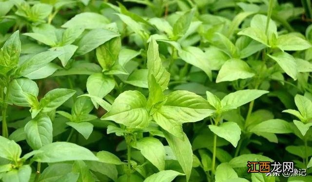 五香长什么样？大五香学名叫啥，看完不纠结了