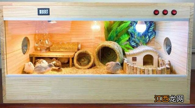 家里大米多怎么吃？芦丁鸡能喂生大米吗，有问题请点这里