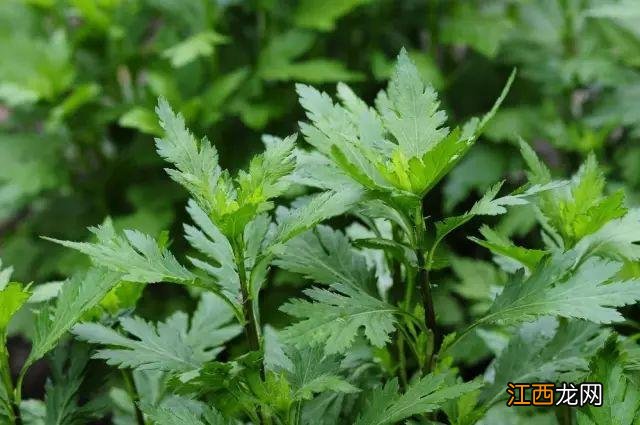 菜种子种植方法？菜种子大全100种，值得你好好看看