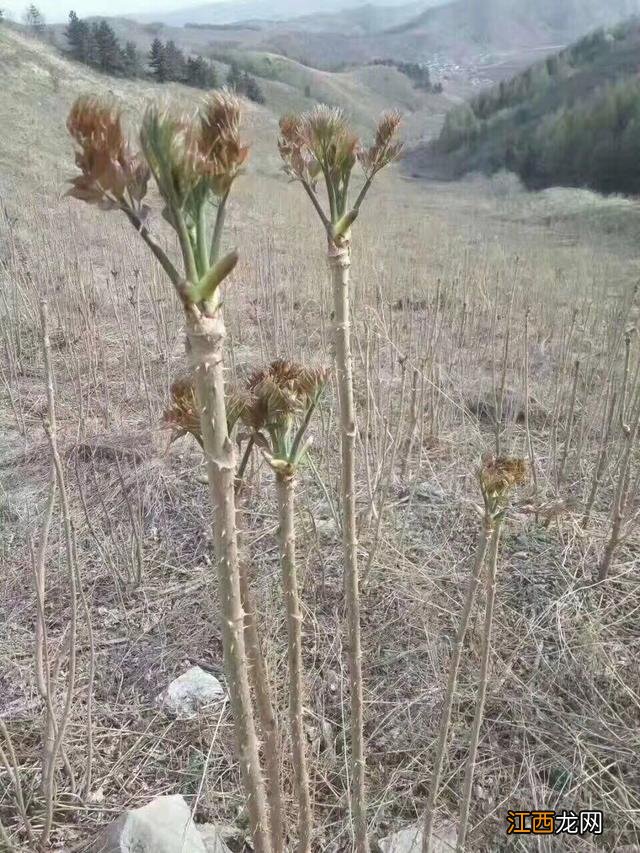 菜种子种植方法？菜种子大全100种，值得你好好看看