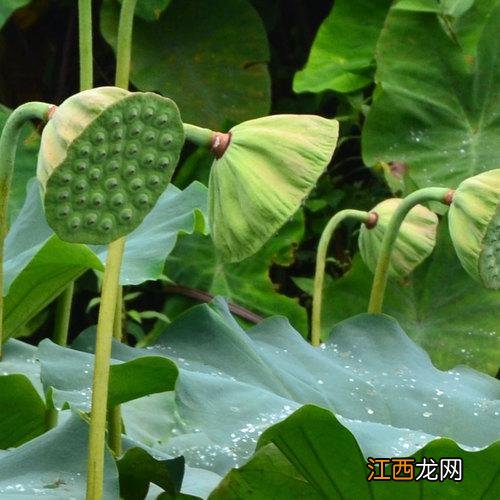 菜种子种植方法？菜种子大全100种，值得你好好看看