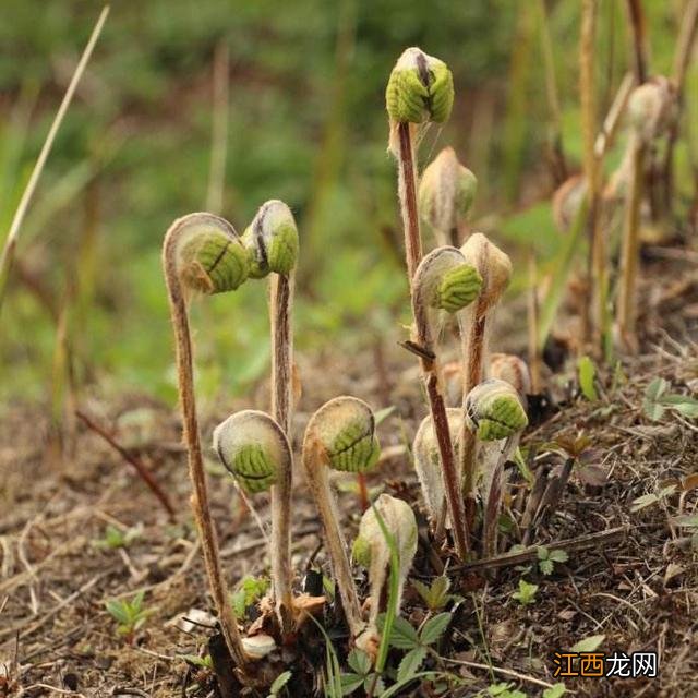 菜种子种植方法？菜种子大全100种，值得你好好看看