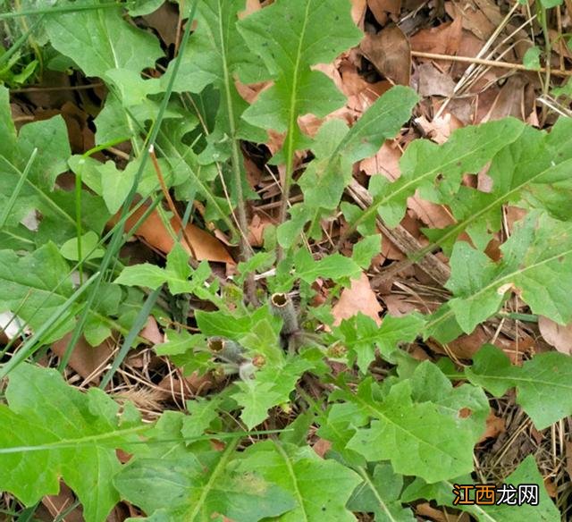 菜种子种植方法？菜种子大全100种，值得你好好看看