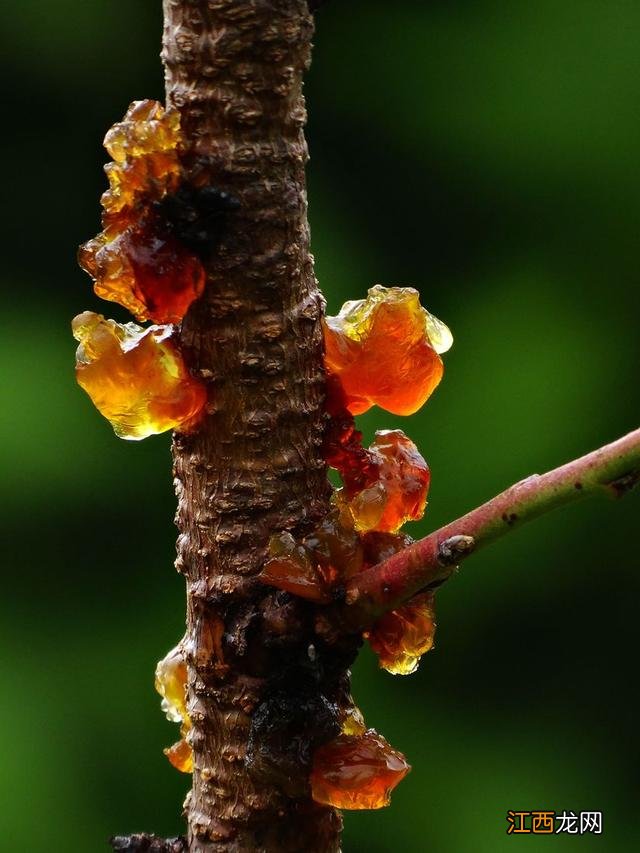 菜种子种植方法？菜种子大全100种，值得你好好看看