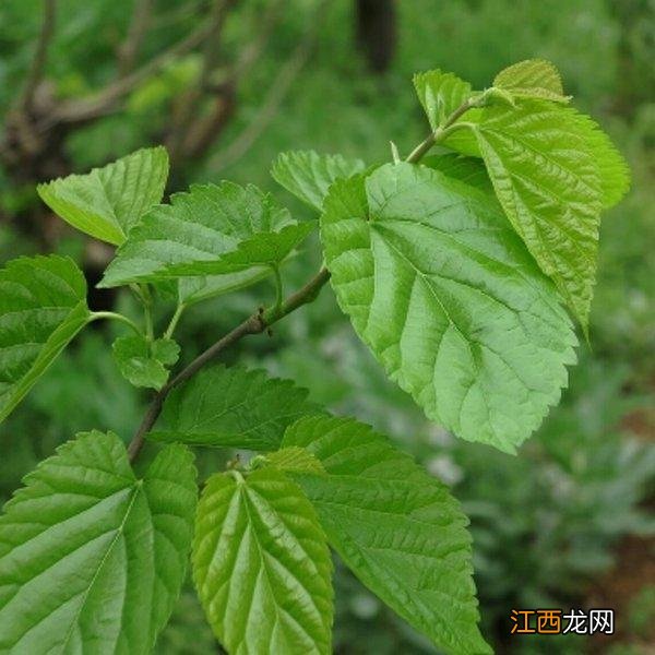 菜种子种植方法？菜种子大全100种，值得你好好看看