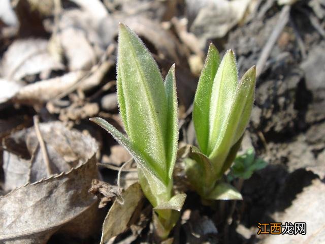 菜种子种植方法？菜种子大全100种，值得你好好看看