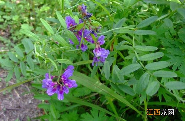 菜种子种植方法？菜种子大全100种，值得你好好看看