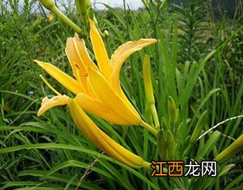 菜种子种植方法？菜种子大全100种，值得你好好看看