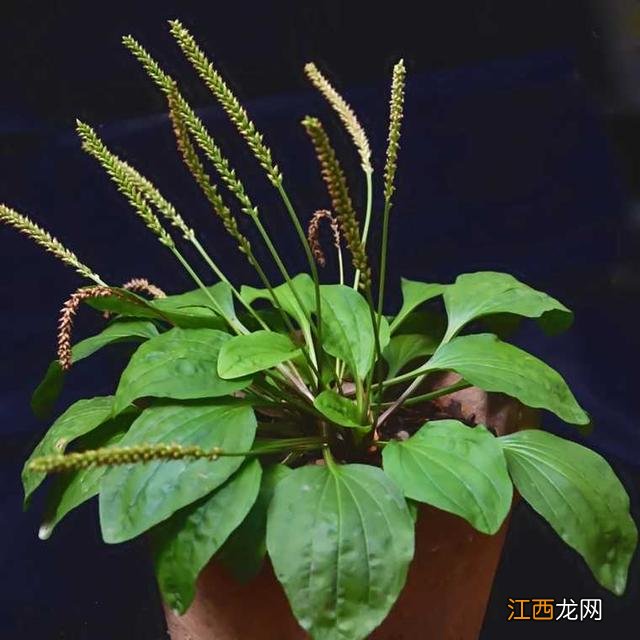 菜种子种植方法？菜种子大全100种，值得你好好看看