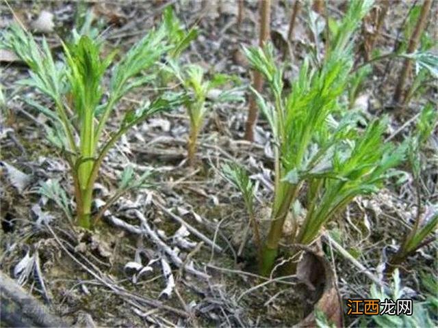 菜种子种植方法？菜种子大全100种，值得你好好看看