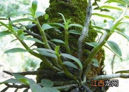 菜种子种植方法？菜种子大全100种，值得你好好看看