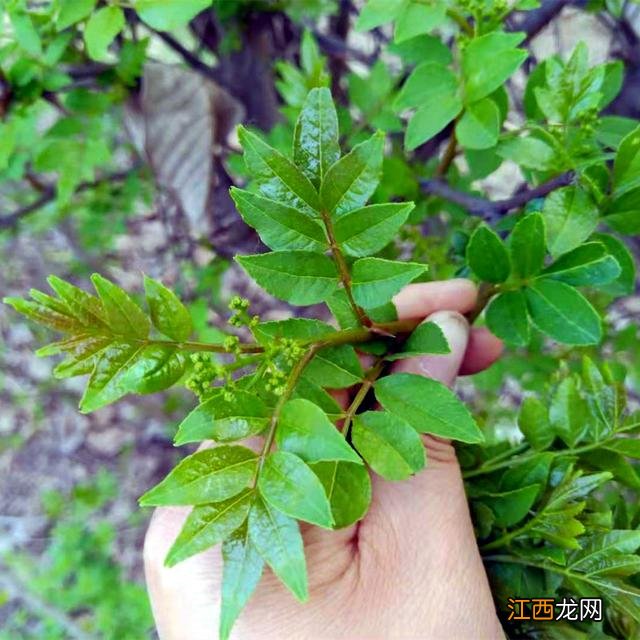 菜种子种植方法？菜种子大全100种，值得你好好看看