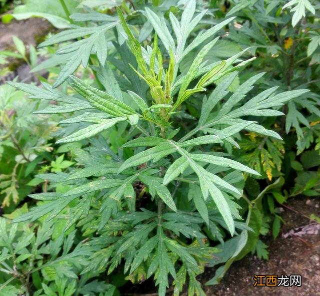 菜种子种植方法？菜种子大全100种，值得你好好看看