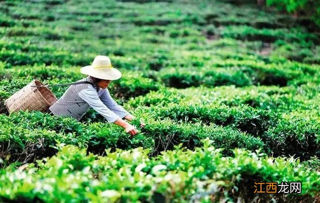 哪些食物算粟米？野生蚌的吃法，看完此文，外行都懂了