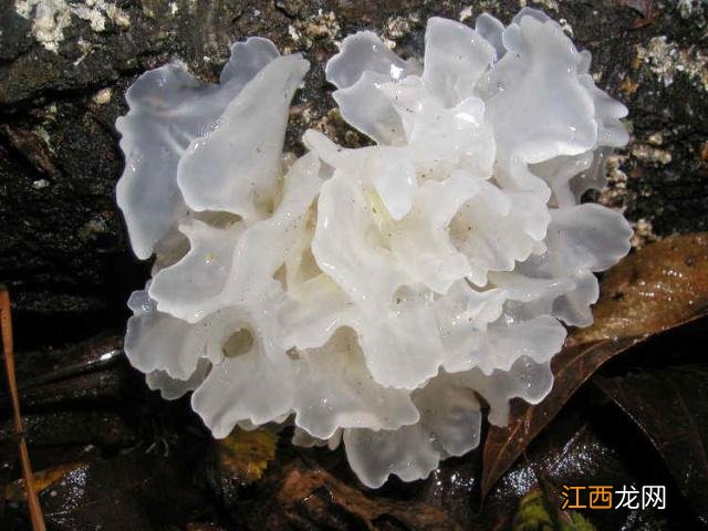 白木耳什么情况了不能吃?长期吃金耳的危害,就差这份资料了