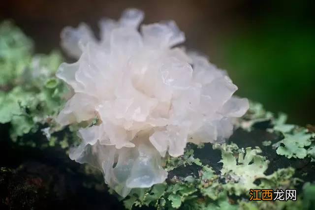 白木耳什么情况了不能吃?长期吃金耳的危害,就差这份资料了