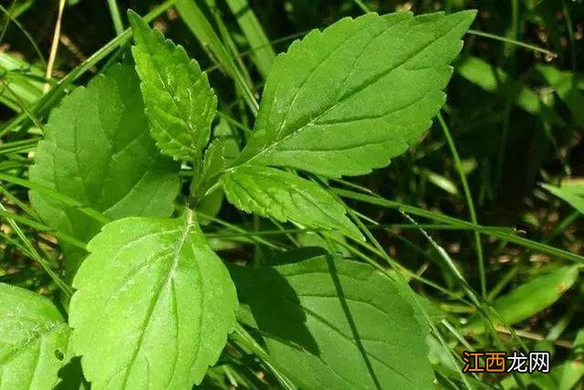 艾根煲猪肚的做法大全?艾根煲饭功效作用,赶紧来看一看