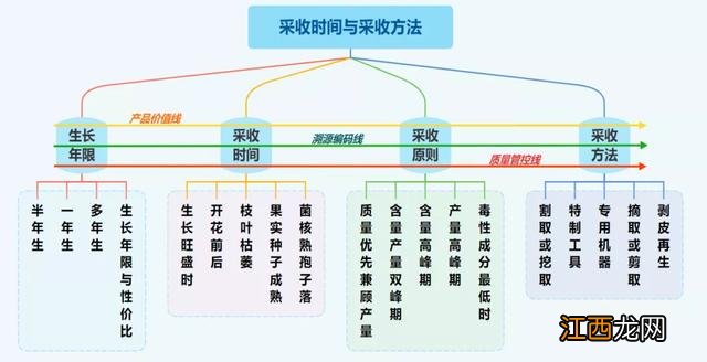 芦丁是什么？地丁一般是指苦地丁吗，看完，会有全新的认知