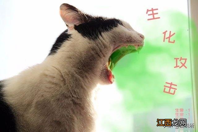 猫咪散发一种难闻气味是怎么回事？猫咪身上一股大蒜味，这篇文章太好了