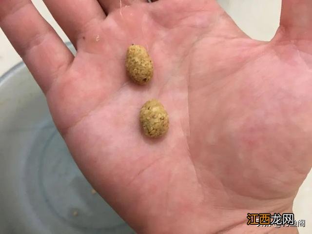 鱼豆子图片？黄豆可以喂什么鱼，看完，就不迷茫了