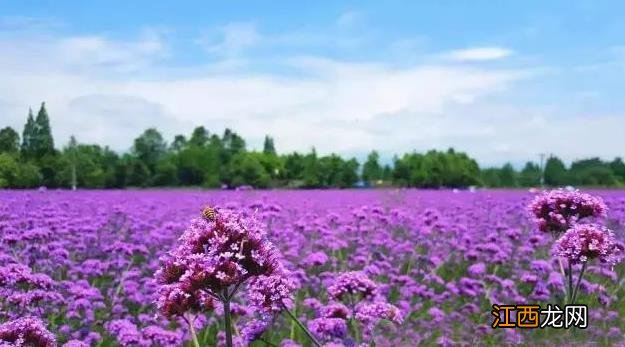 马鞭草能不能长期喝?马鞭的模样,提前了解一下