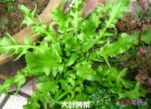 种植什么菜好打理？肺癌最怕的3种菜，深度解析，点这里