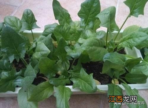 种植什么菜好打理？肺癌最怕的3种菜，深度解析，点这里