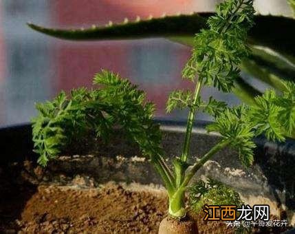 种植什么菜好打理？肺癌最怕的3种菜，深度解析，点这里