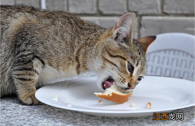 猫咪能吃面团嘛？猫咪配一次能生多少只，看完终于恍然大悟